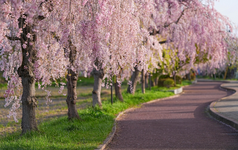 日中線しだれ桜並木