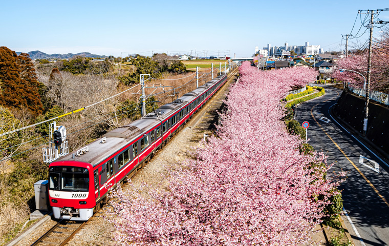 三浦海岸の河津桜